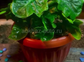 Алаказия