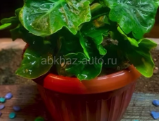 Алаказия 