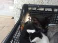 Срочно! Котята