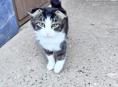 Отдам котенка 