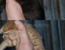 Котята в добрые руки