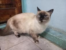 Продам чудесного котёнка 