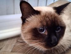 Продам чудесного котёнка 