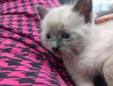 Продам чудесного котёнка 