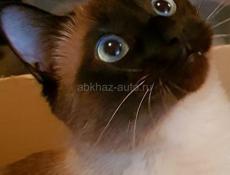 Продам чудесного котёнка 