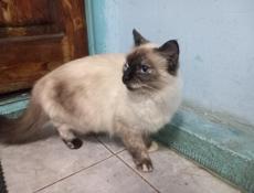 Продам чудесного котёнка 