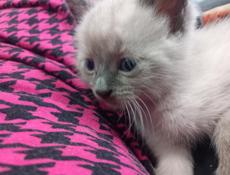 Продам чудесного котёнка 