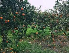 Земельный участок - 0,32 га