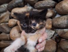 Отдаются котята в добрые руки