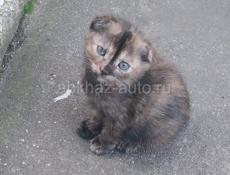 Котята