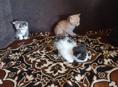 Котята в добрые руки. 