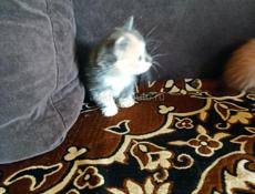 Котята в добрые руки. 