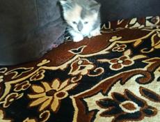 Котята в добрые руки. 