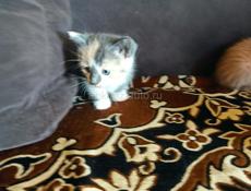 Котята в добрые руки. 