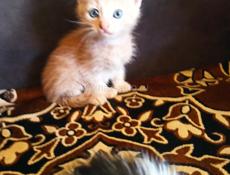 Котята в добрые руки. 