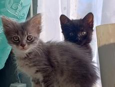 Котятки