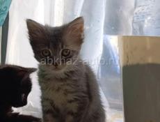 Котятки