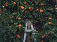 Пойдём на сбор мандарин 🍊 🍊 🍊 