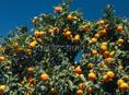 Собираем мандарин 🍊 🍊 🍊 🍊 20 25 человек 