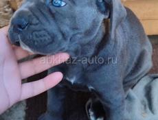 Щенки Кане Корсо