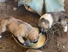 Продаю щенки им 2 месяца девочки кушают всё мать Кавказ отец алабай