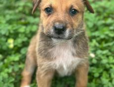 Щенки в добрые руки