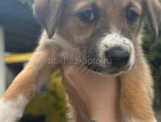 Щенки в добрые руки