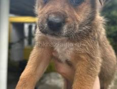 Щенки в добрые руки