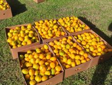 Мандарин 🍊🍊🍊🍊