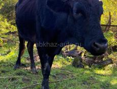 Продается телка 