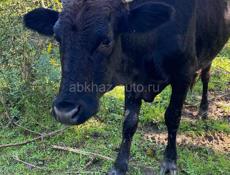Продается телка 