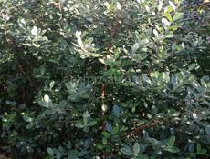 Саженцы фейхоа