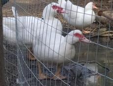 Утки домашние, крупных пород