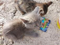 Отдам котят