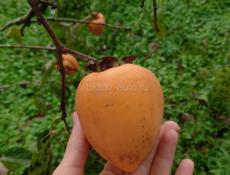 Продается хурма 