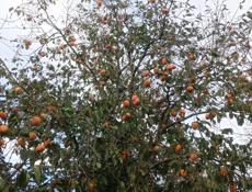 Продается хурма 