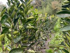 продаются саженцы 