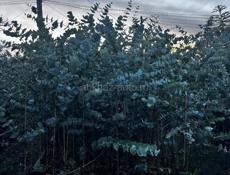 Саженцы эвкалипта 