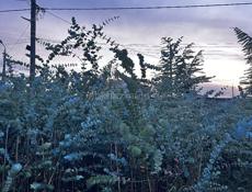 Саженцы эвкалипта 