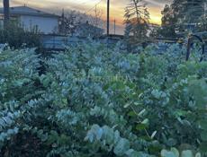 Саженцы эвкалипта 