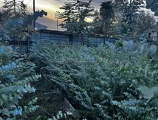 Саженцы эвкалипта 