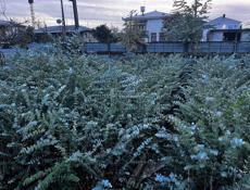 Саженцы эвкалипта 