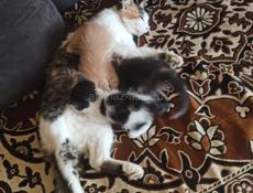 Срочно в добрые руки котята . 2 девочки и 1 мальчик