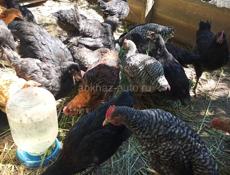 Продаются петухи