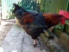 Продаются петухи