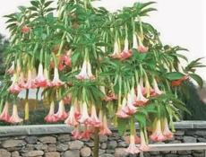 Бругмансия