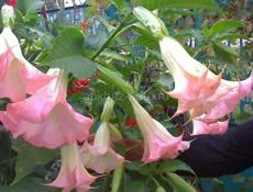 Бругмансия