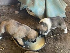 Продаю щенки