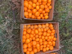 Куплю мандарин 