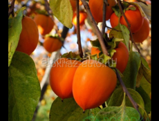 Продам хурму бычка 50р